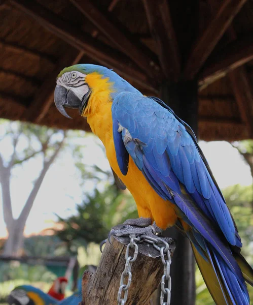 Guacamayo Azul Amarillo Ara Ararauna Parque Aves Sudáfrica — Foto de Stock