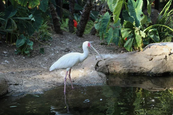Kaşıkçı (kuş) - bir park African beyaz kuş 