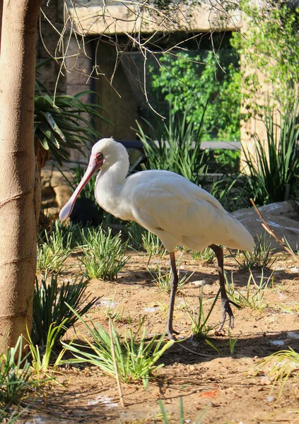 Kaşıkçı (kuş) - bir park African beyaz kuş 