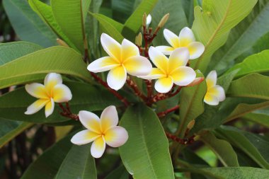 Beyaz Frangipani (Plumeria Alba)