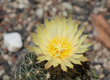Cactus Flower-Cacti güzelliği, büyük sarı çiçek