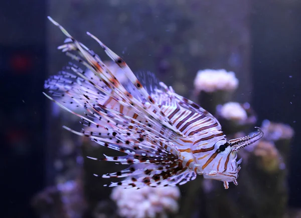 Lionfish (Pterois sp.), bir Deniz Akvaryumu, Güney Afrika