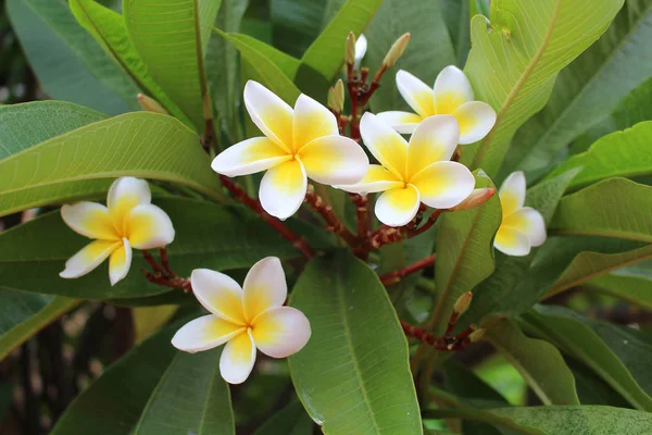 Frangipani Branco Plumeria Alba — Fotografia de Stock