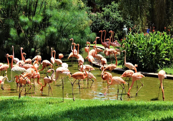 Flamingolar Hayvanat Bahçesi Pretoria, Grup