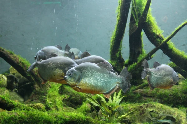 Big freshwater fish - piranhas in aquarium