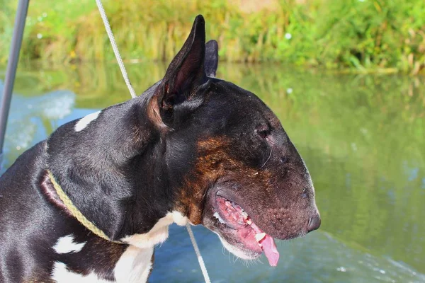 Bir safkan köpek - İngiliz Bull Terrier erkek siyah ve beyaz ile brindle portresi Gaston (soy adı Fleret Dvorce) izlerken su adlı