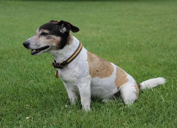 Jack Russel kredi erkek oturuyor ve çevresinde, bir köpek portresi izlerken