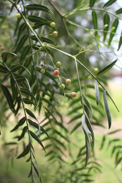 Meyve bir Park California biber ağacı (Schinus molle)