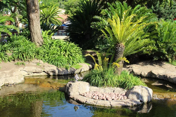 Güzel tropikal park bir küçük gölet ve palmiye ağaçlarıyla, Güney Afrika