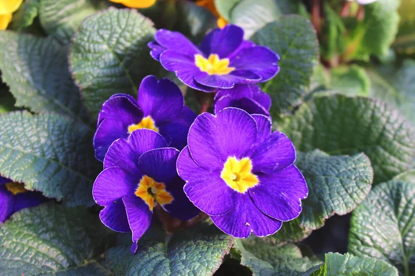 Primula Flor Planta Ornamenta Favorita Usada Para Canteiros Flores — Fotografia de Stock