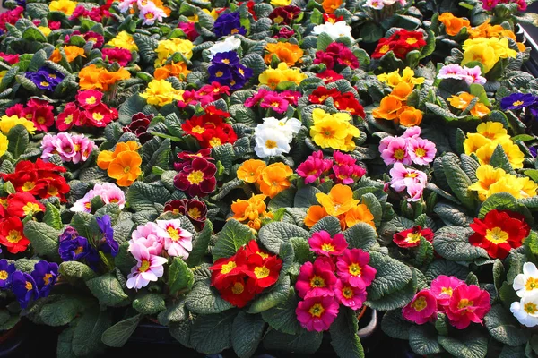 Primula sp. bir park - renkli favori bahar çiçekleri çiçek yatak