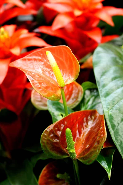 Anthurium sp. - favori tropikal süs bitki çiçek, kırmızı çiçek