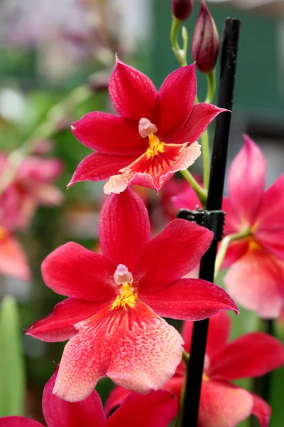 Orchid with big red flower - favourite tropical ornamental plant