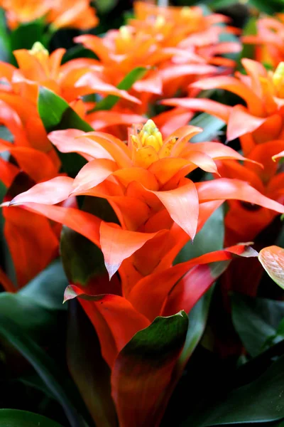 Guzmania sp. - favori dekoratif egzotik bitki kırmızı çiçekli