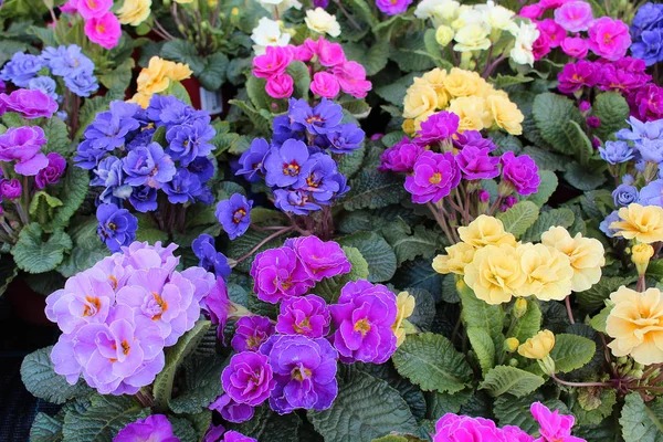 Primula sp., favori bahar süs bitkisi renkli çeşitleri, çiçek