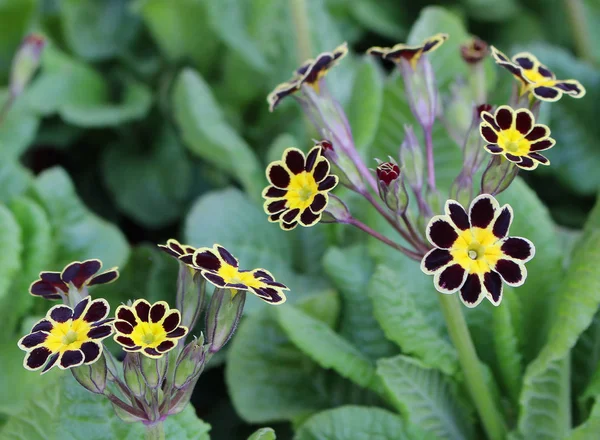 Primula sp ilginç çeşitli,, favori süs bahar çiçek