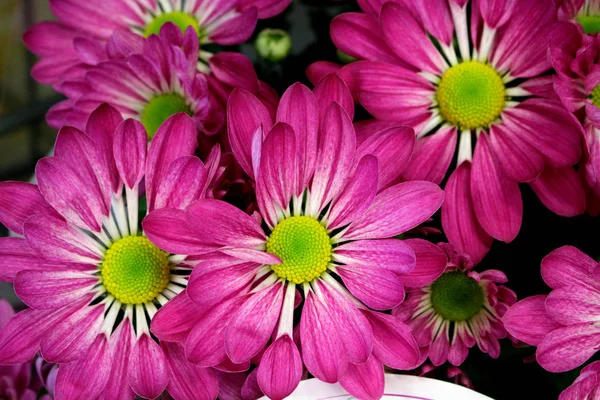 Güzel pembe bahar çiçek çiçek pot - süs bitkileri