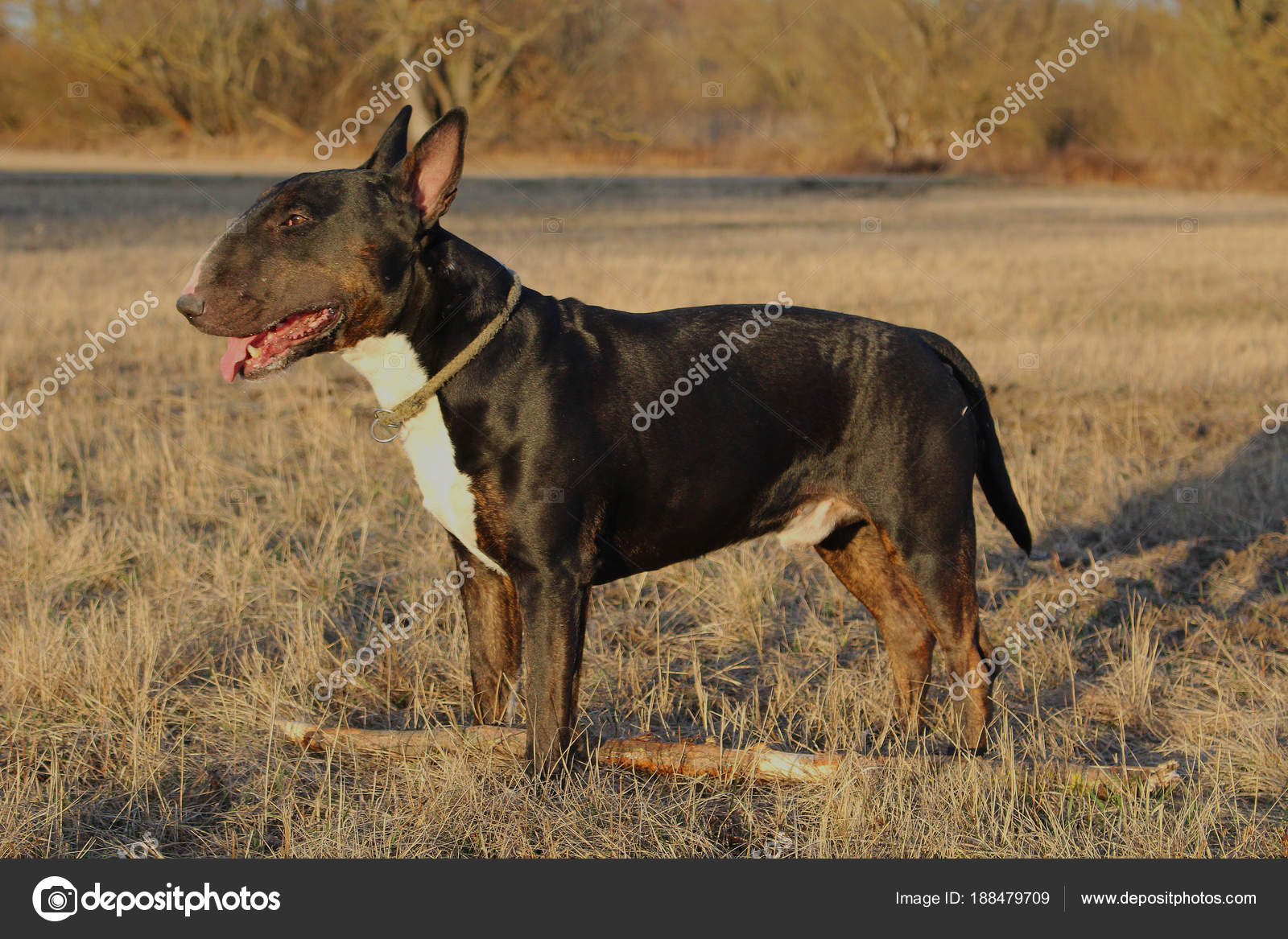 bull terrier brindle images