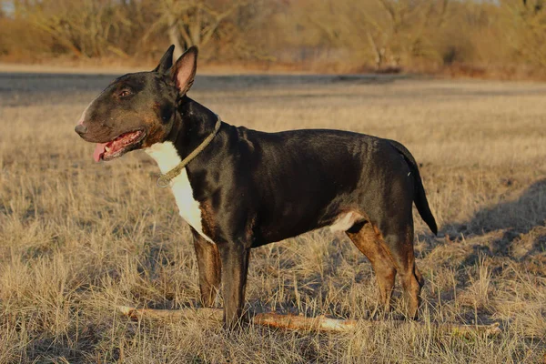 İngiliz Bull Terrier erkek siyah ve beyaz ayakta bir çayırda ile brindle 
