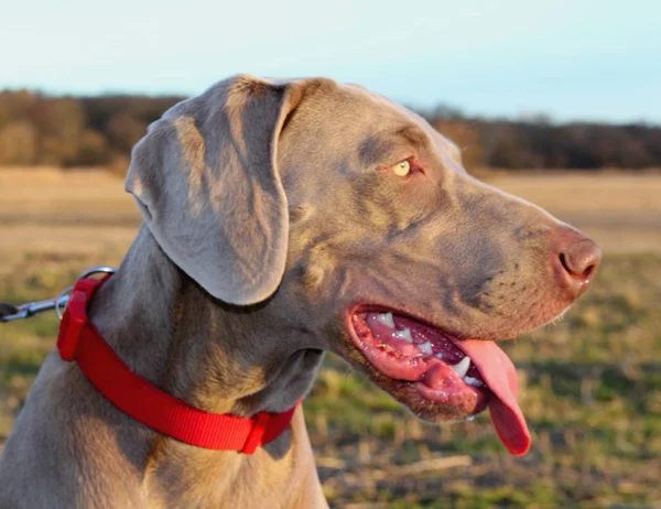 Bir köpek Weimaraner portresi. Bu köpek doğurmak tipik gri renkli olan
