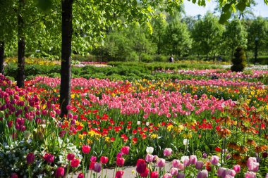 yeşil bitkiler, çiçekler ve çalılar Merkezi Gorki Park içinde Moskova - Rusya başkenti-downtown .