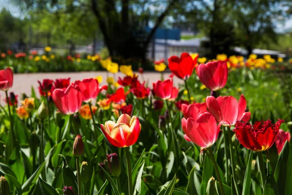 Tulipanes Rojos Park Moscú Rusia Primavera — Foto de Stock