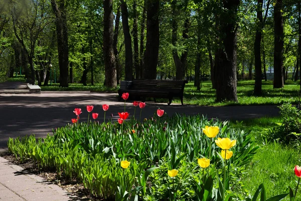 Primavera Viene Tulipanes Ciudad Diseño Del Paisaje Pequeño Parque Forestal — Foto de Stock