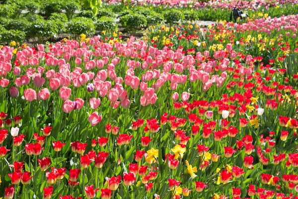 Verde Plantas Flores Arbustos Central Gorky Park Moscou Capital Russa — Fotografia de Stock