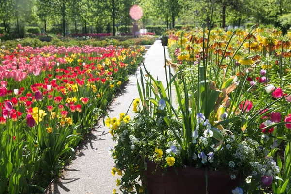 Verde Plantas Flores Arbustos Parque Central Gorky Moscú Capital Rusa — Foto de Stock