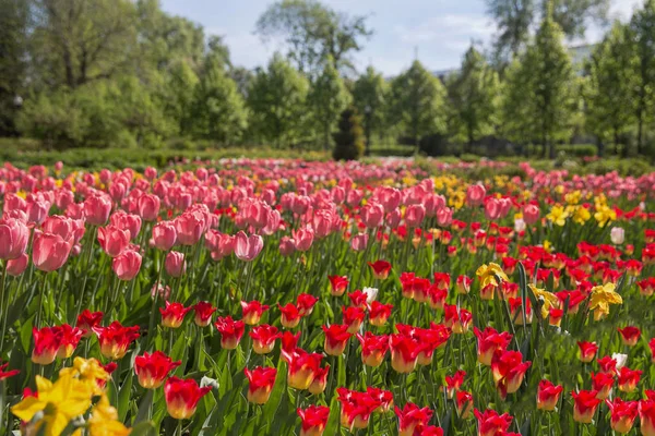 Verde Plantas Flores Arbustos Parque Central Gorky Moscú Capital Rusa — Foto de Stock