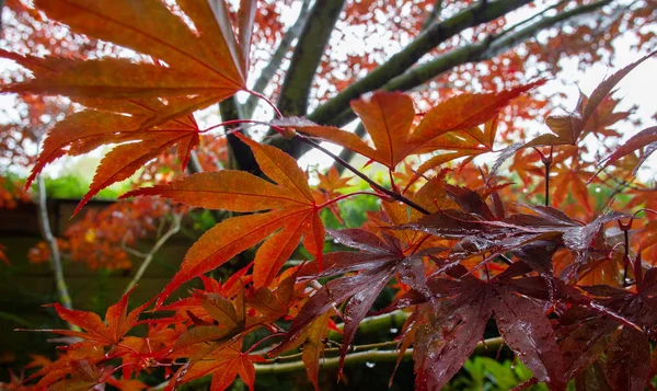 Red  leaves of LJapanese maple — Stock Photo, Image