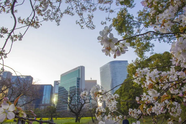 Vit Rosa Blommor Körsbär Som Dekoration För Enorma Skyskrapor Långt — Stockfoto