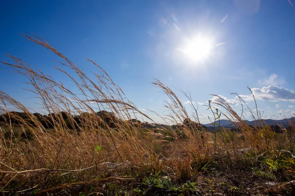 Steppe Japan Tall Grass Sunny Day Spring Road Tokyo Kyoto — Stock Photo, Image