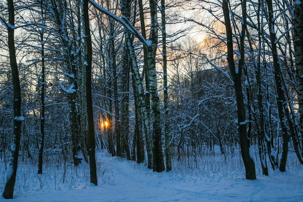 Árboles nevados. Óblast de Moscú  . —  Fotos de Stock