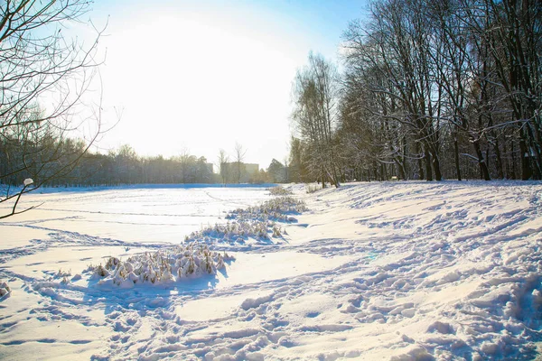 Nieve profunda y árboles nevados y hielo congelado del estanque . —  Fotos de Stock