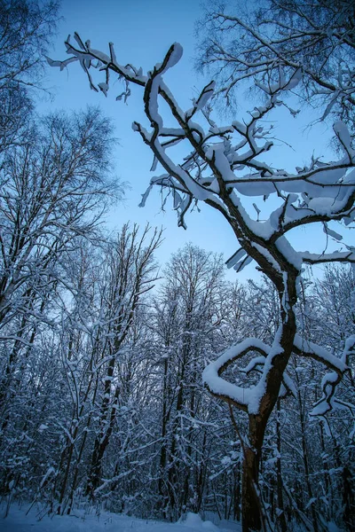 Las ramas mágicas nevadas de los árboles en el invierno ruso ! —  Fotos de Stock