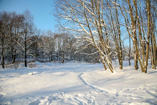 Nieve profunda y árboles nevados - invierno ruso —  Fotos de Stock