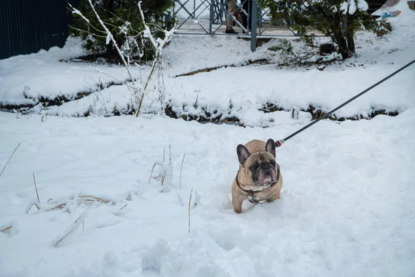 French bulldog in snow — Stock Photo, Image