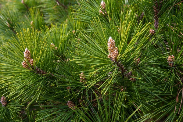 Needles of  pine tree — Stock Photo, Image