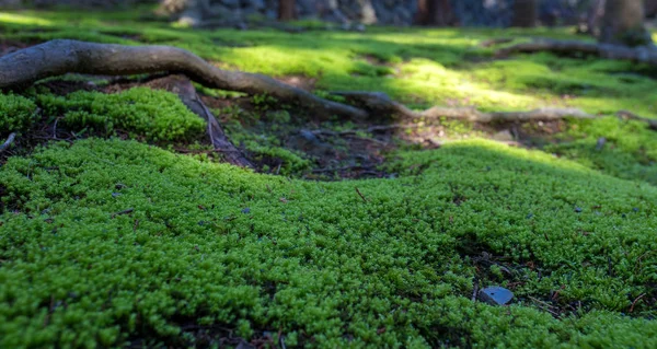 Moss cerca de Kokedera musgo Jardín — Foto de Stock