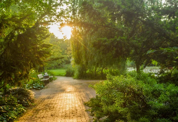   Güzel yeşil iğneler sarı günbatımında Flora parkında 