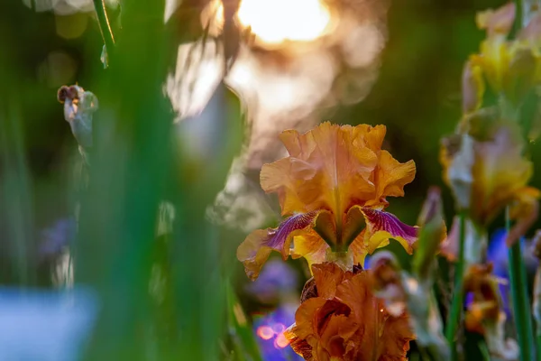 Majestueuze Bruin-Oranje Irissen — Stockfoto