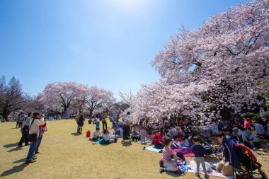 03 / 31 / 2015 Tokyo Japonya. Kiraz çiçeği tatili - sakura! Mart 'ta Shinhjuku Gyoen' de binlerce insan