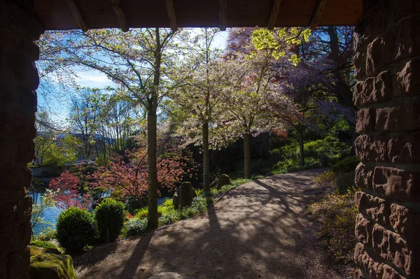 Idyylic Day Japanese Garden Kaiserslautern Sakura Cherry Blossom Now Sand — Stock Photo, Image
