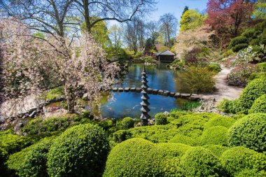 Kaiserslautern 'deki Japon bahçesi. Japon Bahçe Feneri ve Kiraz Çiçeği 'nden oluşan göldeki sularda sazan balığı Koi. 