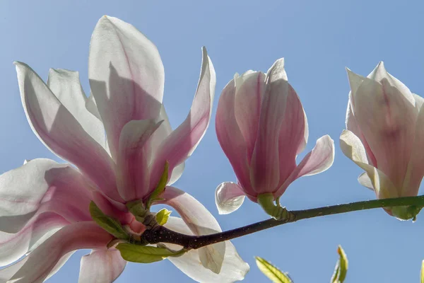 Ontzag Bloemen Van Magnolia Boom Bloesem Prachtige Japanse Tuin — Stockfoto