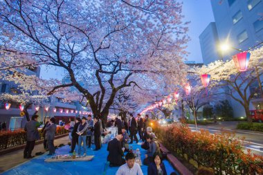 Sakura tatili (kiraz çiçeği). Akşamları Tokyo 'daki insanlar kiraz ağaçlarının (çiçek açan) yanında yer alırlar ve hayattan zevk alırlar.