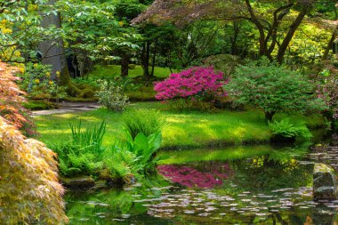 Göl ve yansımalar Lahey 'deki Japon bahçesi, Lahey, Hollanda' da açan Japon bahçesi. Mayıs 'ta dinsel bir gün.