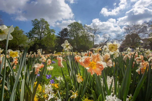 Blomstersäng Vid Ingången Botaniska Trädgården Flora Köln Idyllisk Springtim — Stockfoto