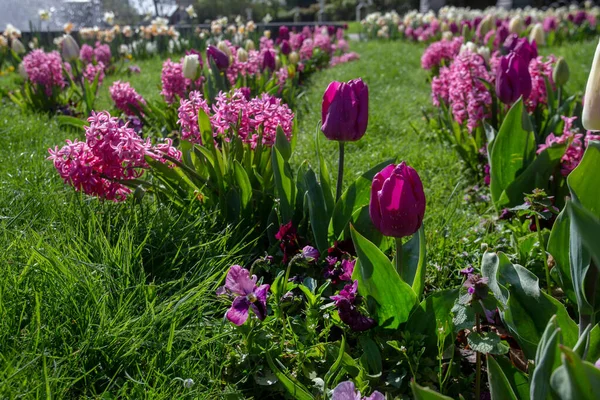 Parterre Flores Entrada Del Parque Botánico Flora Colonia Primavera Idílica — Foto de Stock